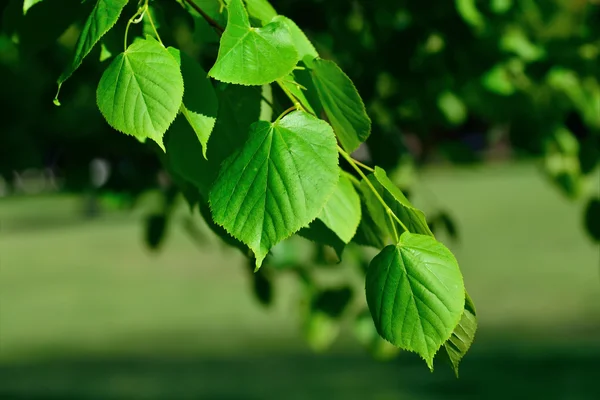 Young leaves of the lime tree (lat. Tilia) — Stock Photo, Image