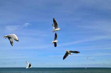 Denizin üzerinde martılar