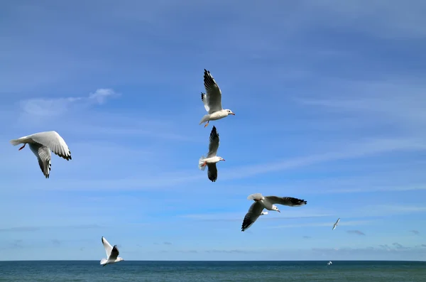 Möwen über dem Meer — Stockfoto