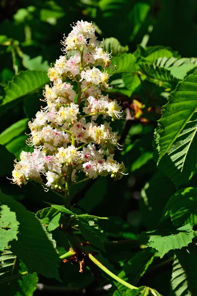 栗の花のクローズ アップ — ストック写真