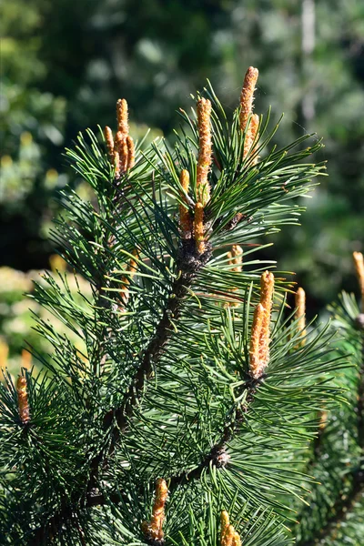 Pinus mugo. Natural background — Stock Photo, Image