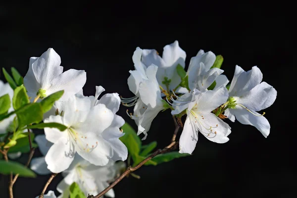 Rododendro schlippenbachii (royal azalea) — Foto Stock