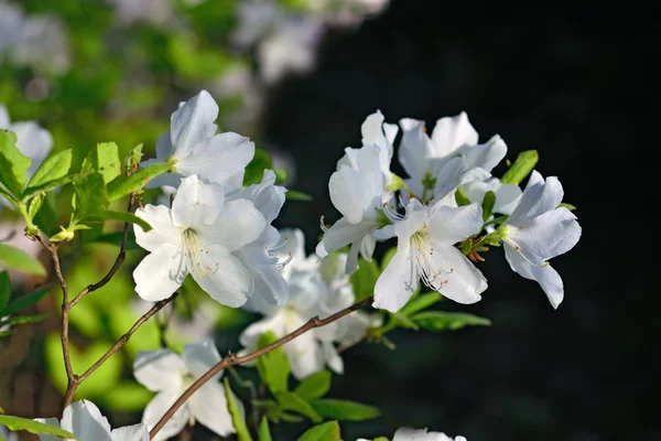 Rhododendron schlippenbachii (Azalée royale) ) — Photo