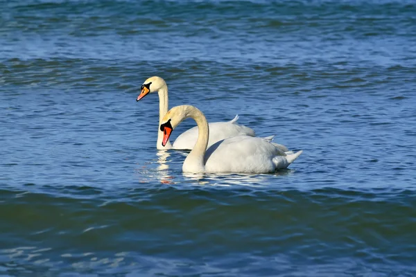 Two young mute Swan — Stock Photo, Image