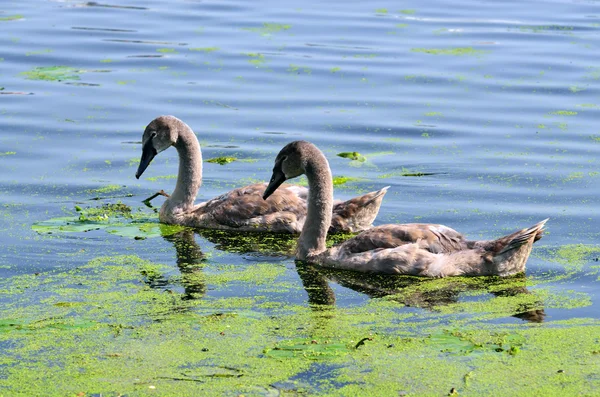 Two young mute Swan — Stock Photo, Image