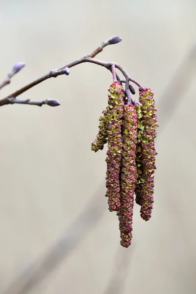 Spring. Alder catkins closeup — Stock Photo, Image