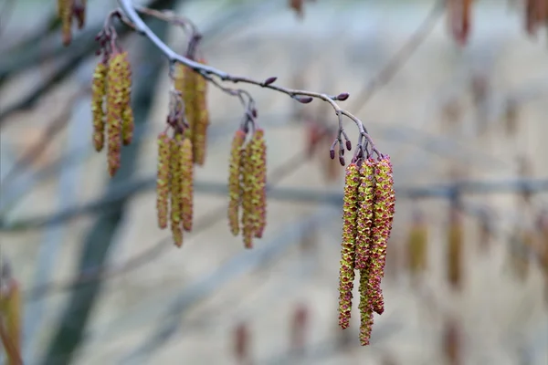 Alder catkins closeup — Stock Photo, Image