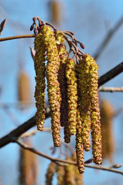 Bahar. Kızılağaç kedicikler portre