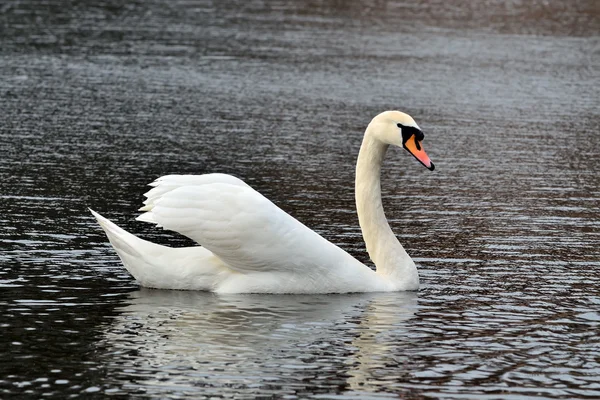 Cygne blanc — Photo