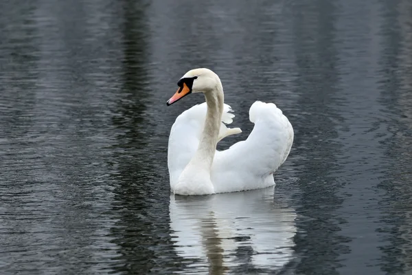 Cygne blanc muet (Cygnus olor ) — Photo