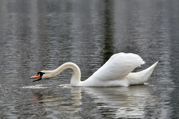 White mute Swan (Cygnus olor) — Stock Photo, Image