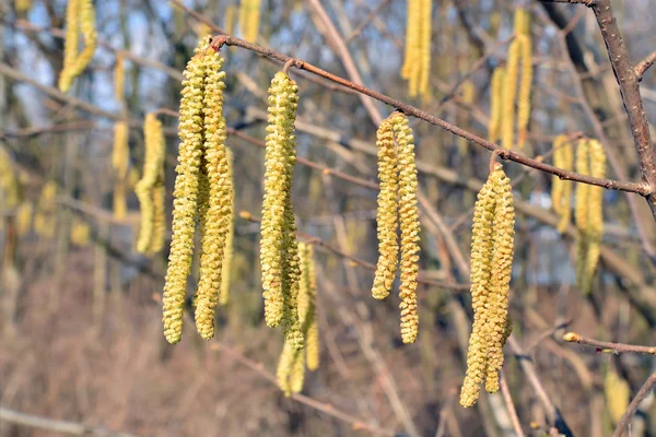 春。ハシバミのクローズ アップの尾状花序 — ストック写真