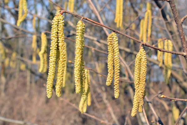 Lente. Bloeiwijzen van hazelaar close-up — Stockfoto