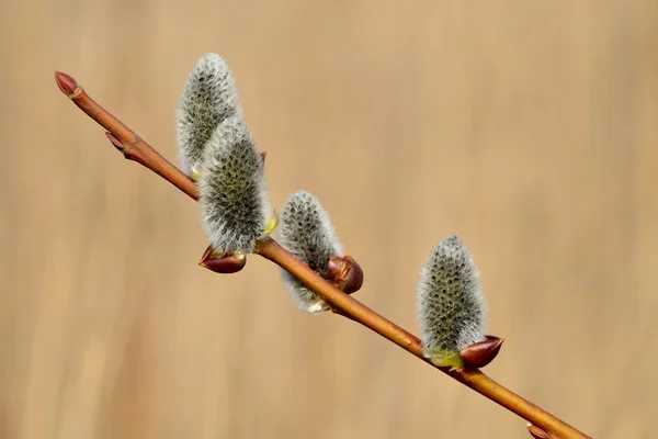 Spring. Willow catkins closeup — Stock Photo, Image