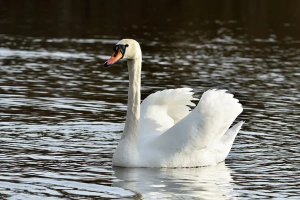White mute Swan (Cygnus olor) — Stock Photo, Image