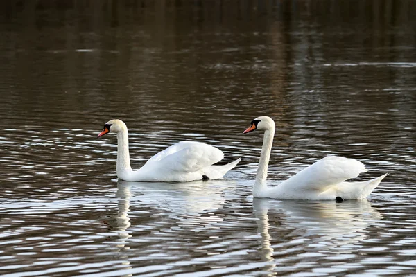 Two beautiful white Swan — Stock Photo, Image