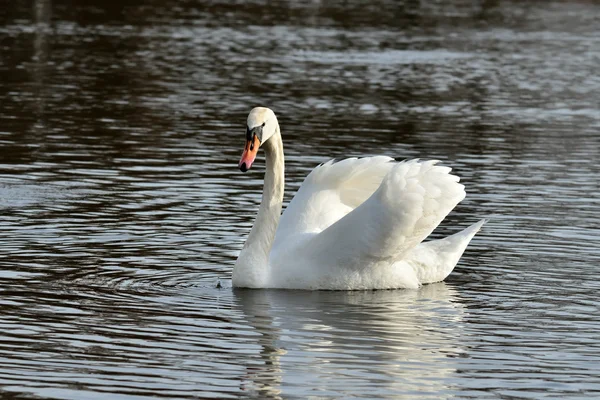 Beautiful white mute Swan (Cygnus olor) — Stock Photo, Image