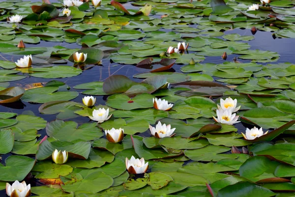 Field water lilies (Nymphaea alba) — Stock Photo, Image