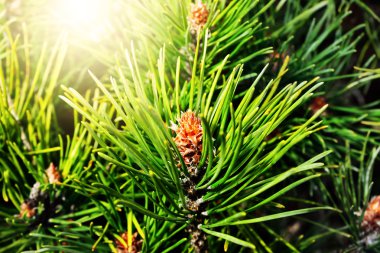 Pinus mugo arkadan aydınlatmalı