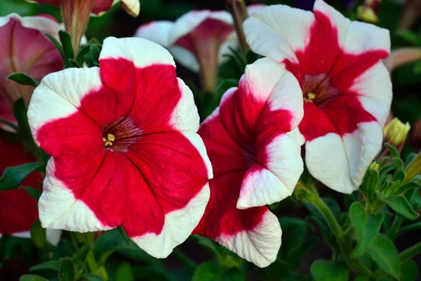 Petunien. Floraler Hintergrund — Stockfoto