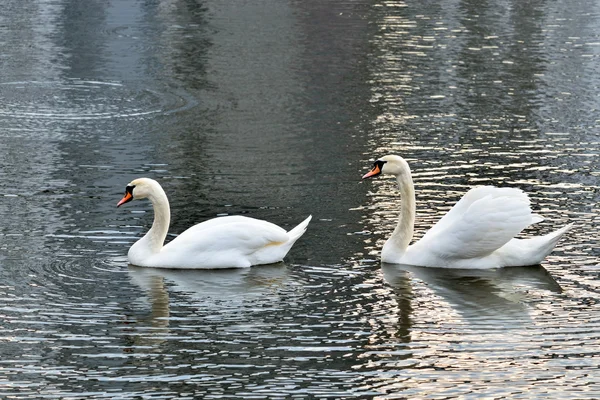 Swan couple — Stock Photo, Image