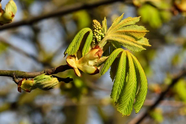 Buds and young leaves of chestnutt (lat. Castanea) — Stock Photo, Image