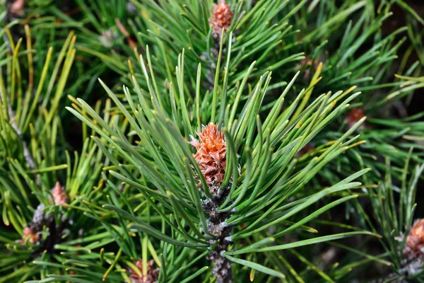 Pinus mugo 백라이트 — 스톡 사진