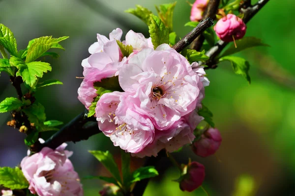 Fiori di mandorlo (Prunus triloba Plena ) — Foto Stock
