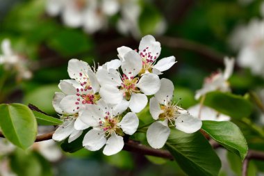 Bahar. Armut çiçeği