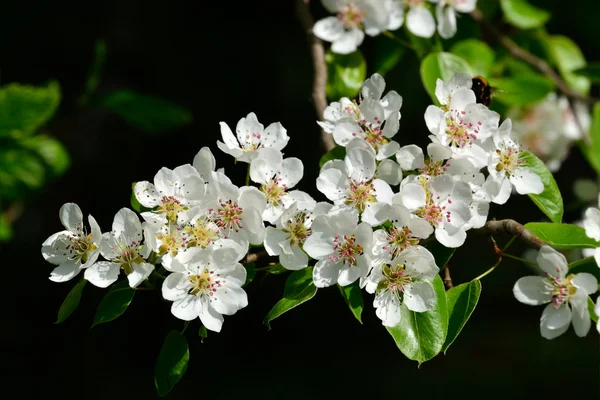 春。梨の花 — ストック写真