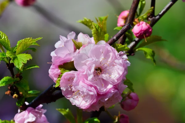 Fiori di mandorlo (Prunus triloba Plena ) — Foto Stock