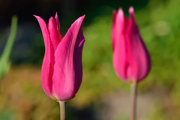 Tulipan zbliżenie — Zdjęcie stockowe