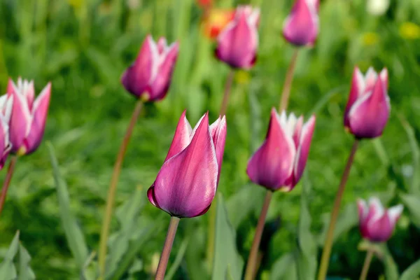 Tulipas vermelho-branco close-up — Fotografia de Stock