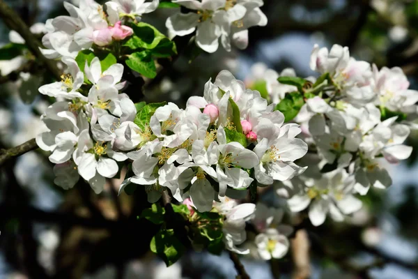 リンゴの木の花 — ストック写真