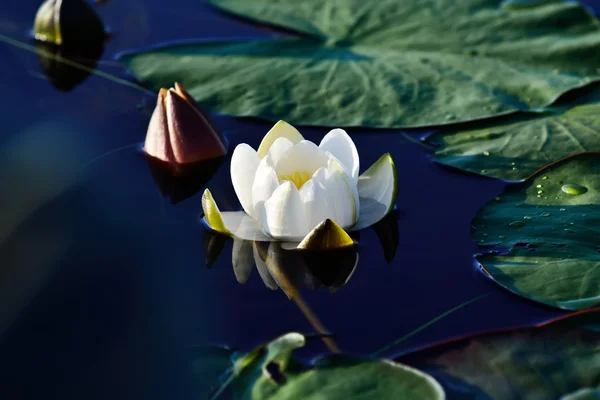 Nymphaea alba (nenufar) — Zdjęcie stockowe