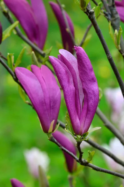 Magnolia liliiflora — Foto Stock