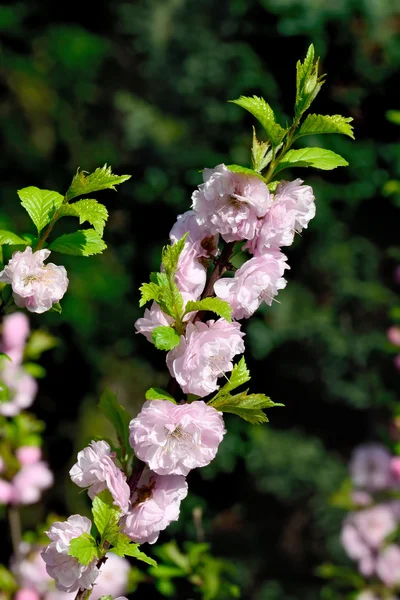 Fiori di mandorlo (Prunus triloba Plena ) — Foto Stock