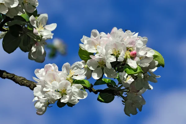 春。花にりんごの木 — ストック写真