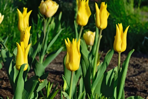 Tulipas amarelas — Fotografia de Stock