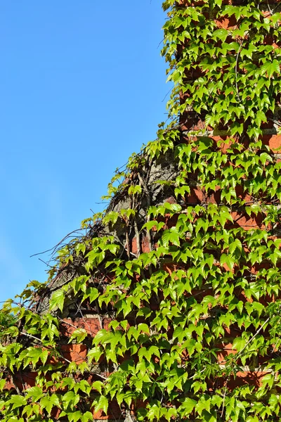 Vilda druvor på gammal tegelvägg Stockbild