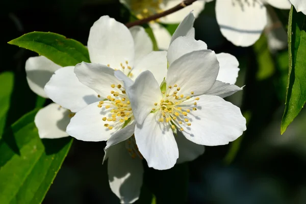 花 - バイカウツギ (世 Philadelphus) — ストック写真