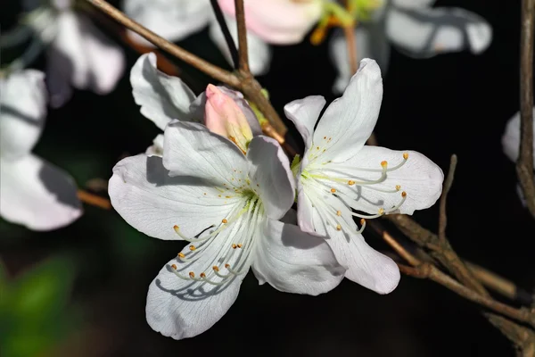 Bellissimo fiore rododendro primo piano — Foto Stock