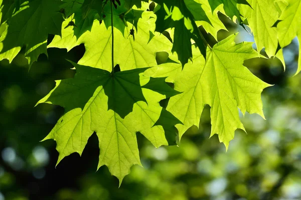 Young Maple leaves — Stock Photo, Image