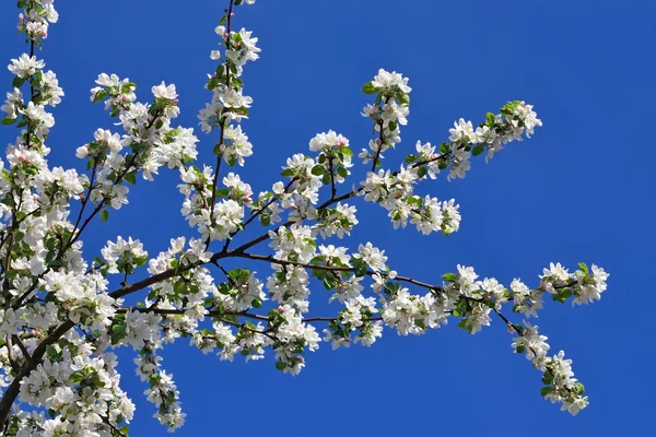Äppelträd i blom Stockfoto