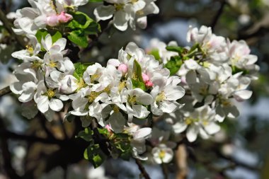 elma çiçeği portre