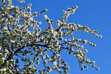 Çiçekli elma ağacı.