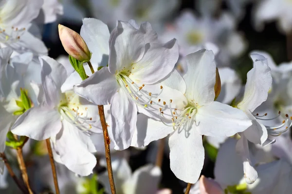 Bellissimo fiore rododendro primo piano — Foto Stock