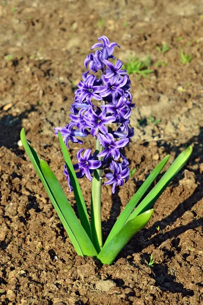Hyacinth close up — Fotografia de Stock