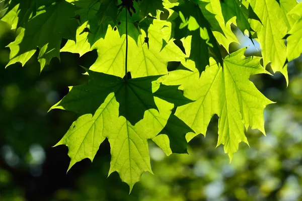 Young Maple leaves — Stock Photo, Image