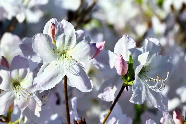 Bellissimo fiore rododendro primo piano — Foto Stock